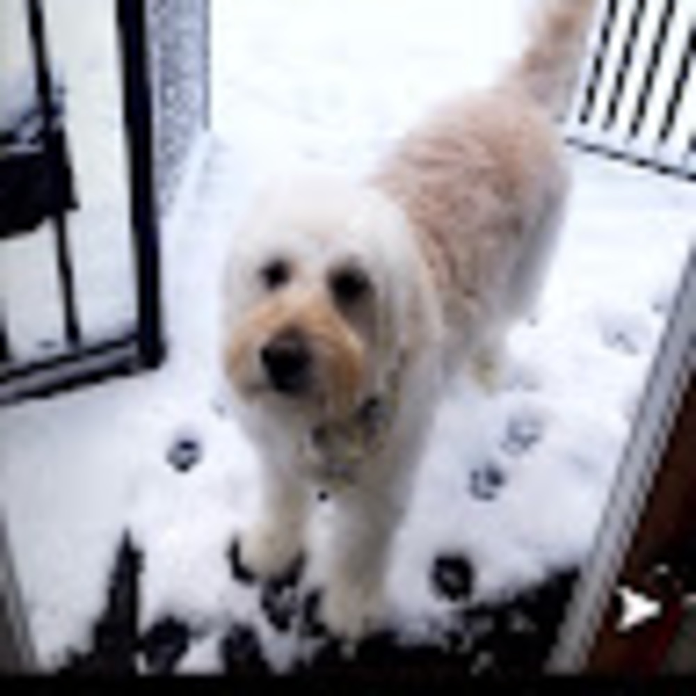 Meet your Posher, Hayden